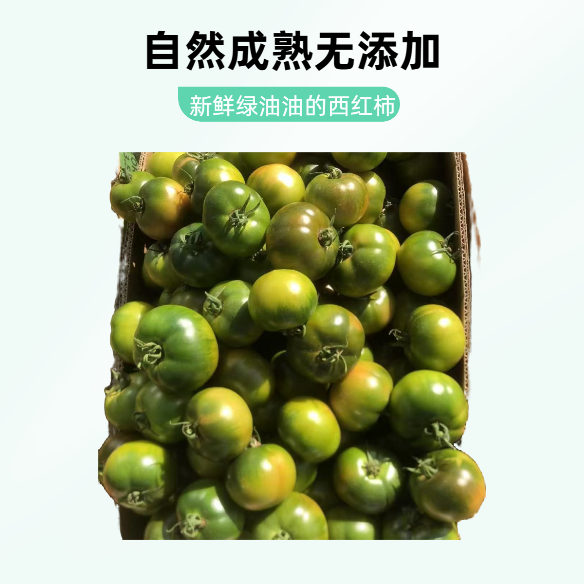 【阳阳专属】【酸甜脆爽】东北碱地铁皮柿子【番茄自然成熟】【精品5斤装】顺丰包邮辽宁省