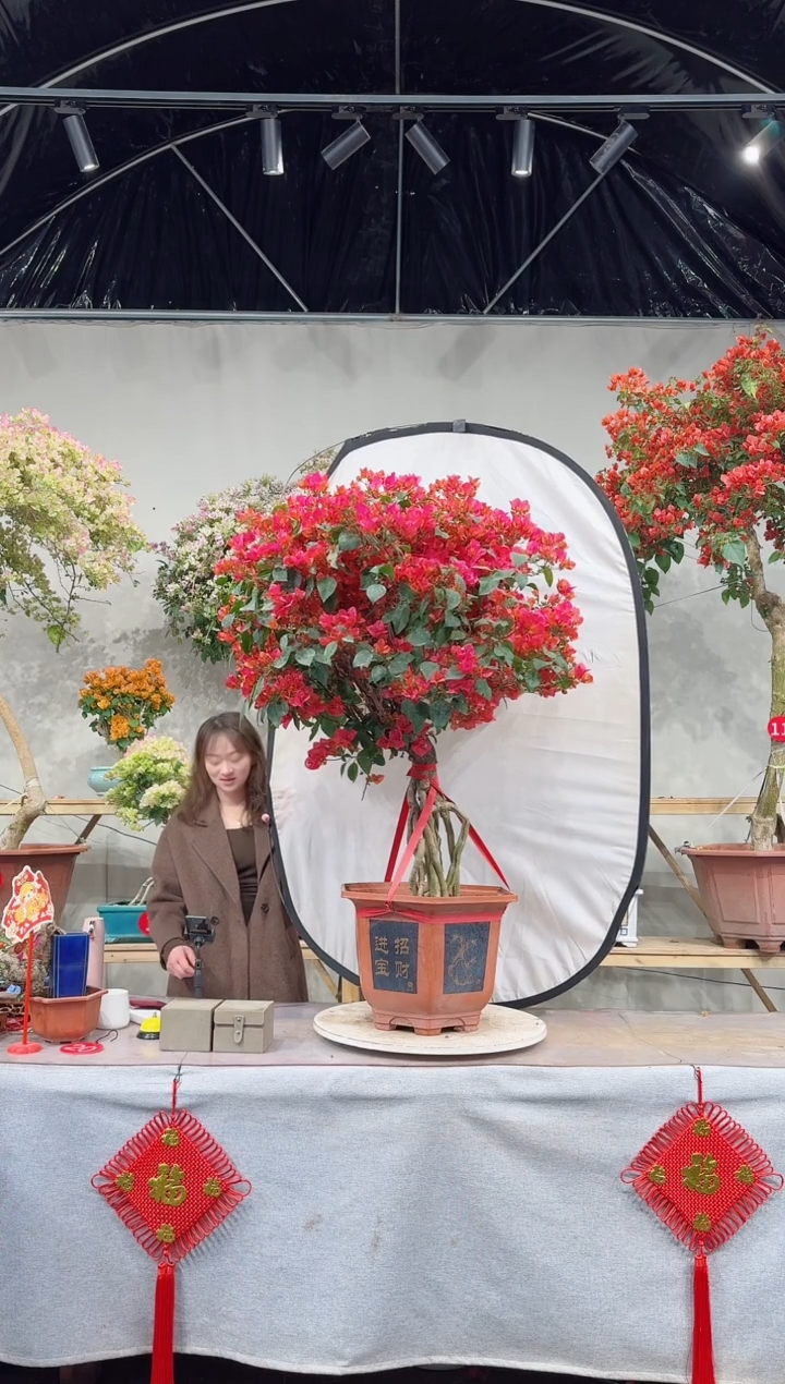 【闪购商品】盆景四季同安红