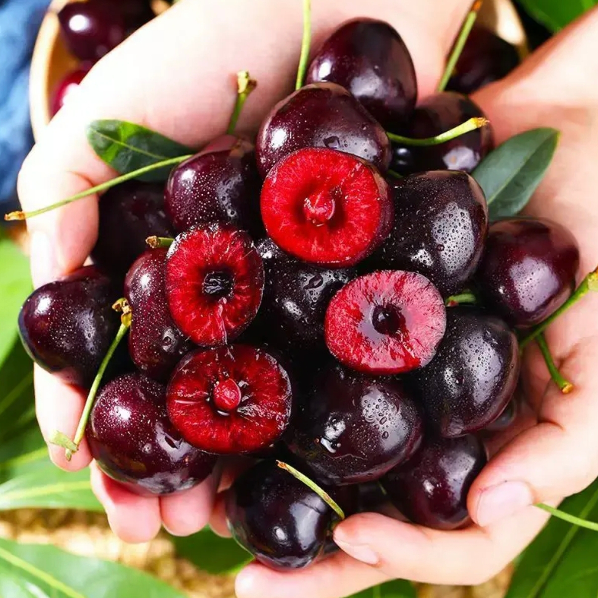 海运纯冰车厘子J-5J脆甜爆汁新鲜水果顺丰包邮内附果径卡Bing宾