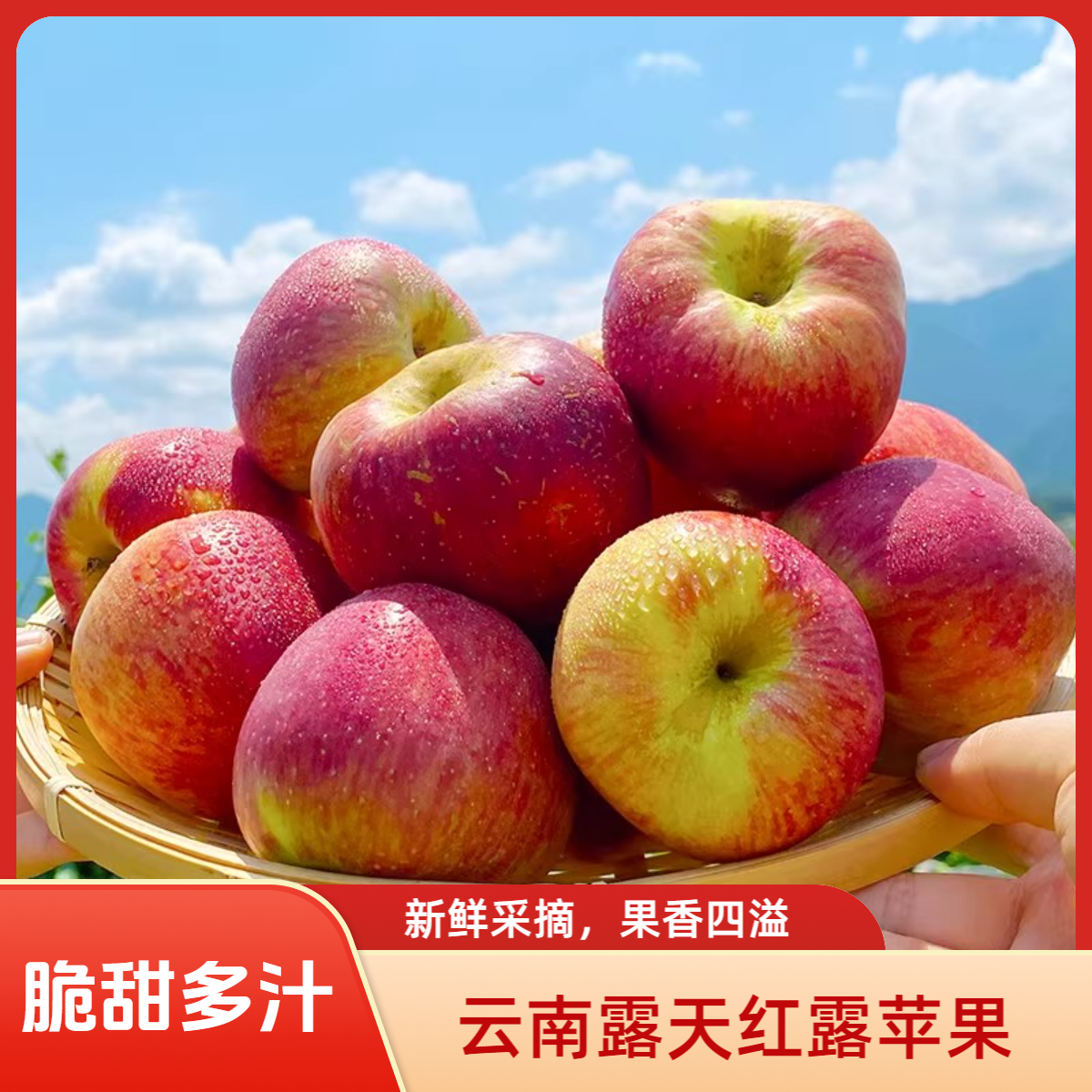 云南高山红露苹果应季早熟红露丑苹果新鲜现摘果园直发脆爽香甜