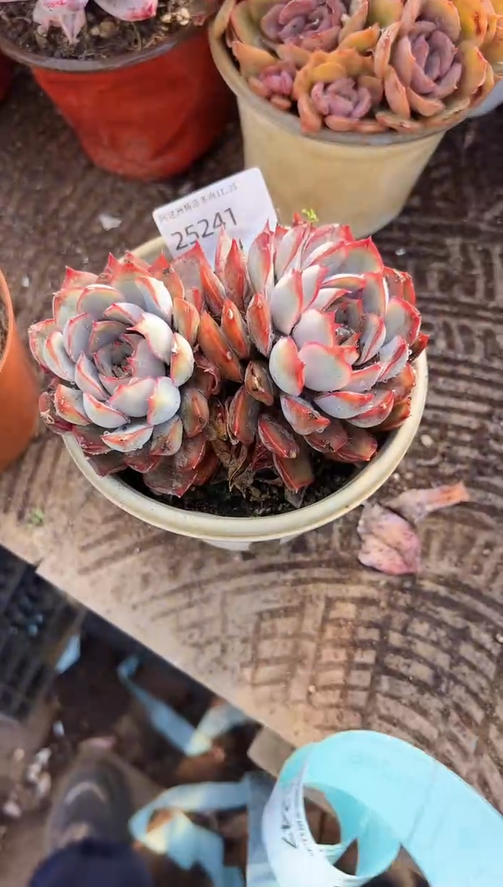 徐*花多肉植物一物一拍25241