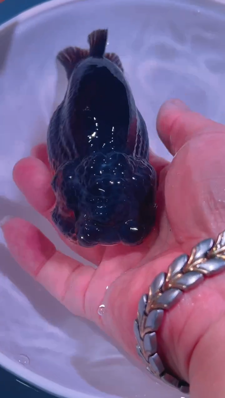 狮头鱼B***e兰寿金鱼一只