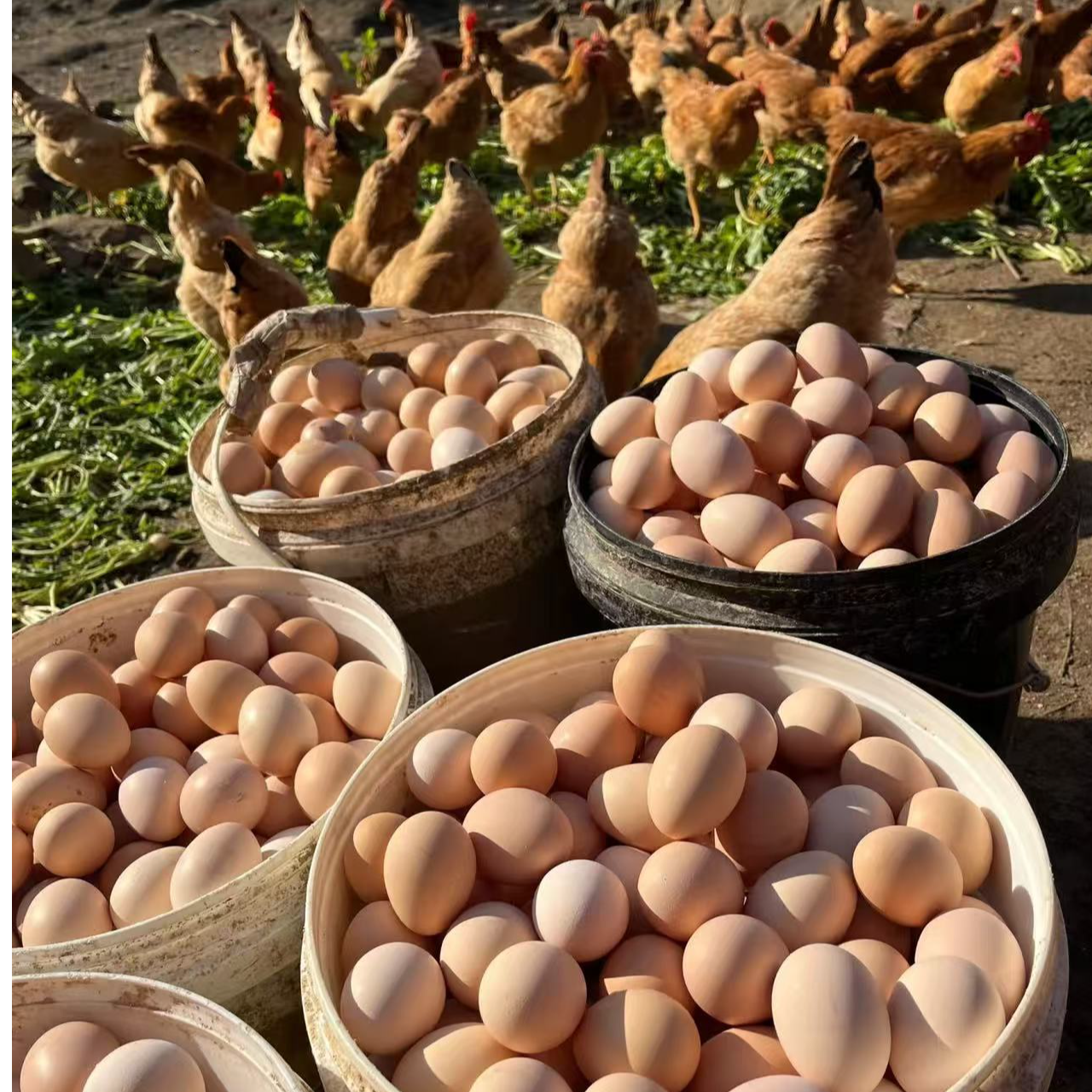 临沧高原拉祜族生态土鸡蛋30枚 散装