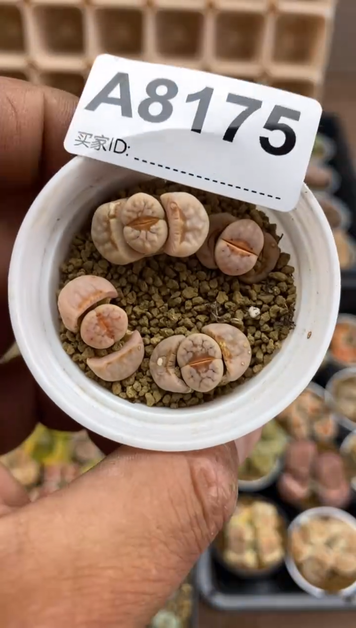 【闪购商品】8175直播一物一拍