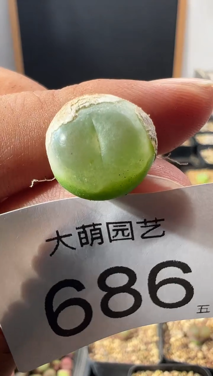 一物一拍           --686