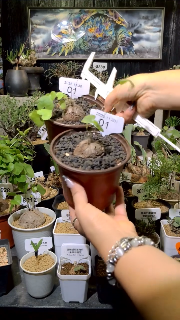 1号1130福利南非龟甲龙买一送一