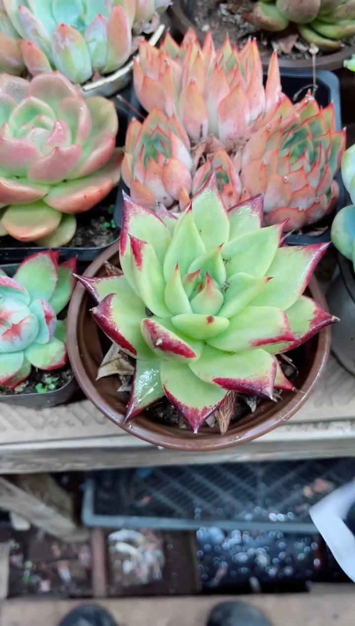吖*21026多肉植物一物一拍