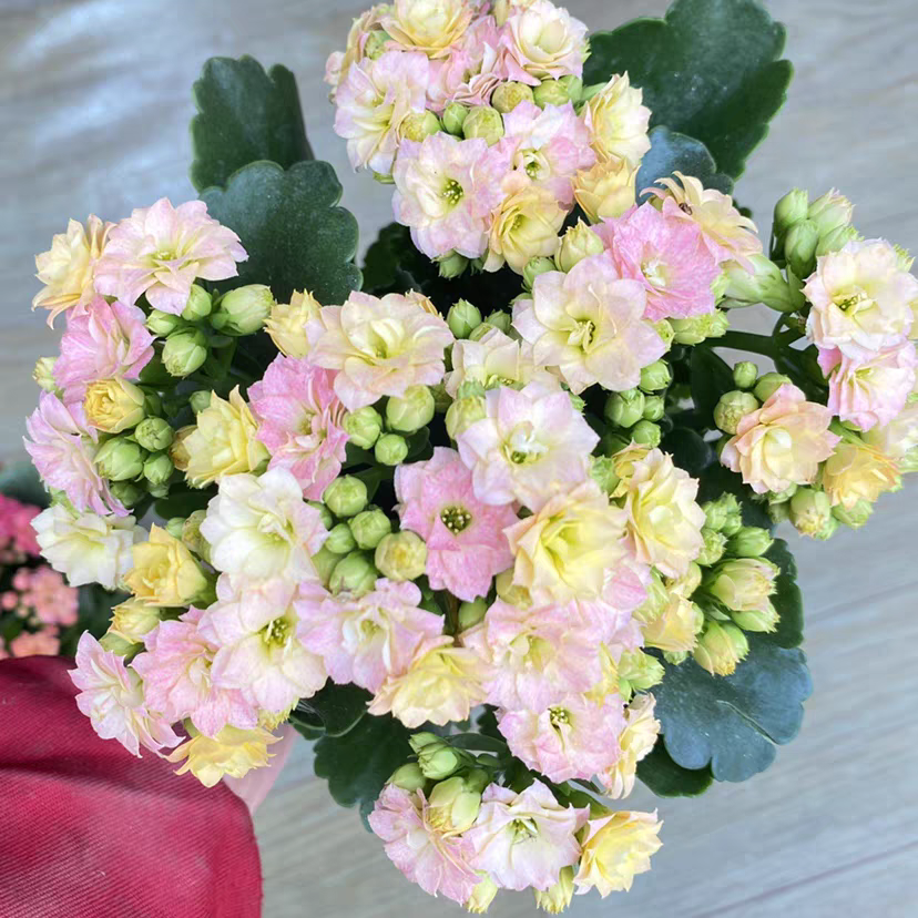 【彩虹糖长寿花】120盆四季开花重瓣大花带花苞室内绿植盆栽花卉