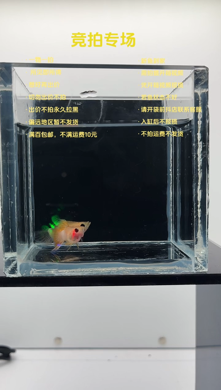 孔雀鱼幻彩粉猫球一对-10