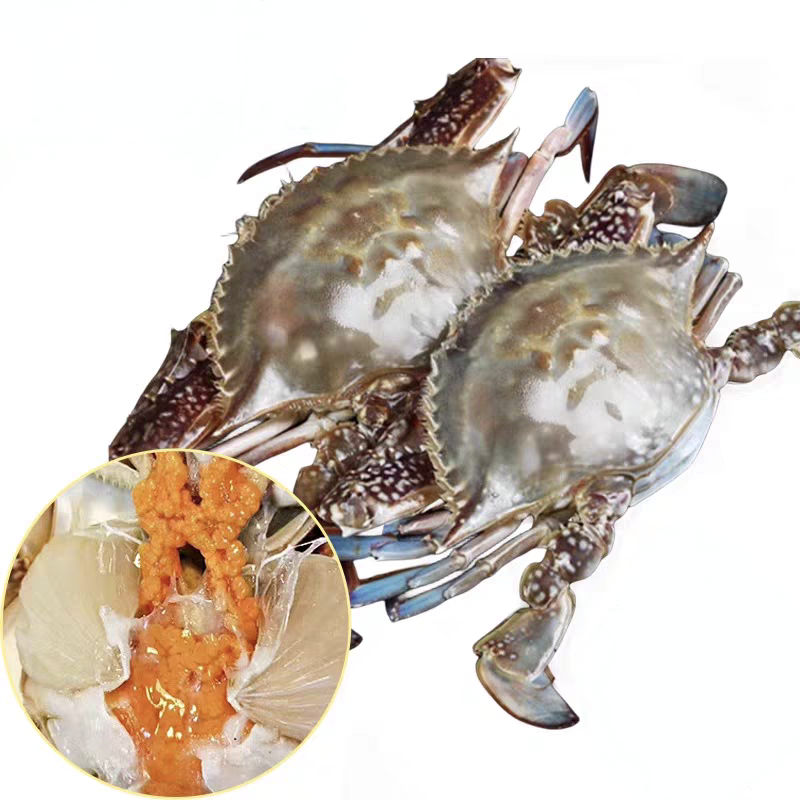 巨无霸吃黄梭子蟹 5-6两/只（多斤数可选）【保鲜不保活】梭子蟹同城