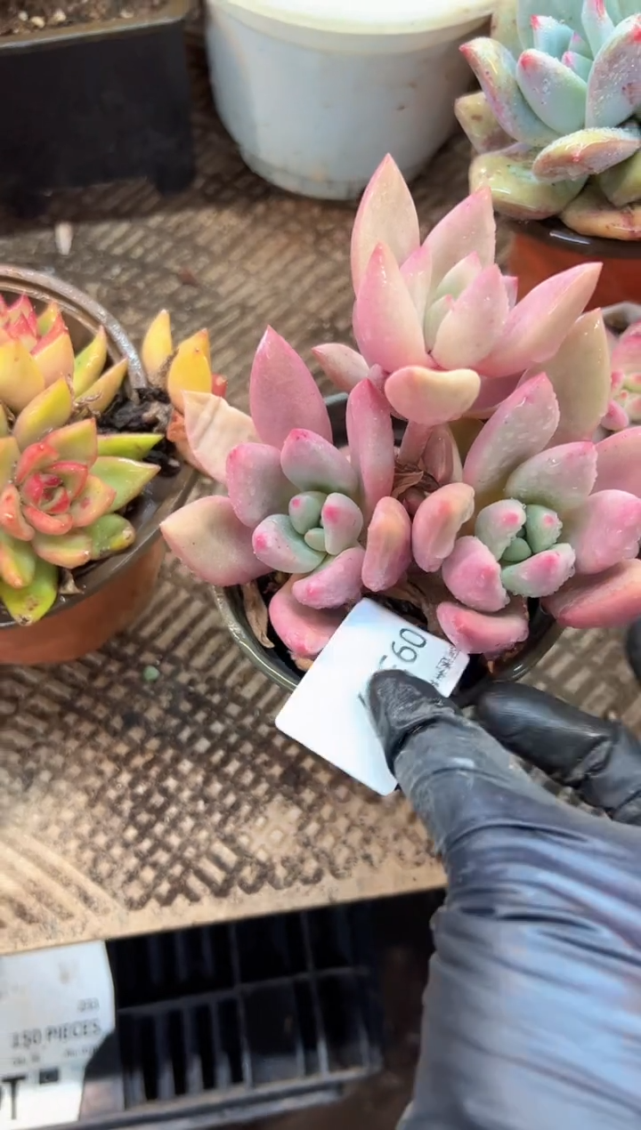 乖*兔多肉植物一物一拍09397