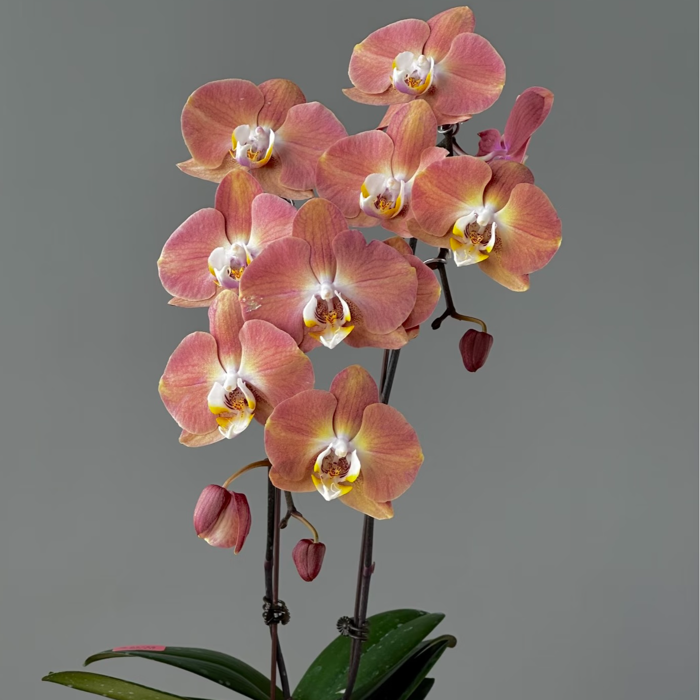 蝴蝶兰【哈克三文鱼】2支带花带苞年宵花超长花期室内观花