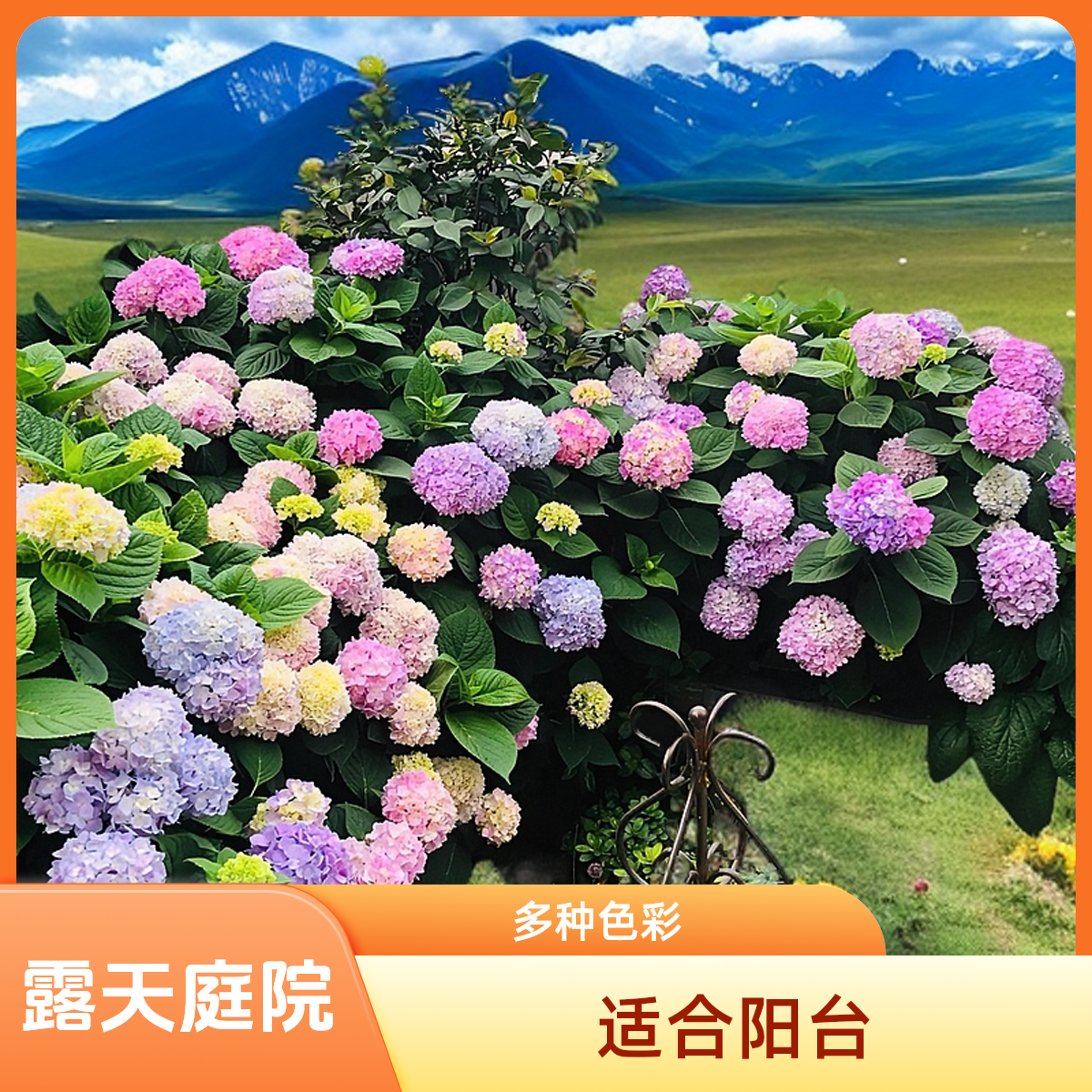 绣球花苗盆栽无尽夏露天庭院阳台粉蓝紫花卉别墅植物