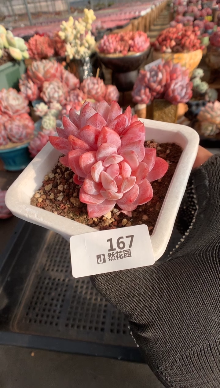 167玫瑰梦露一物一拍多肉植物