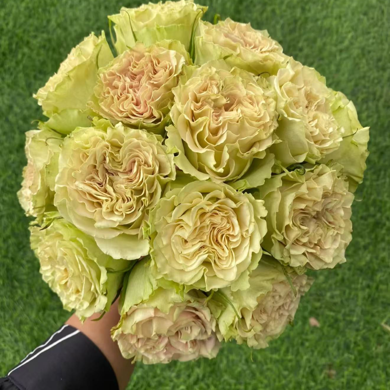 新品 上官婉儿 月季花苗 阳台庭院盆栽 切花绿玫瑰多季花卉植物