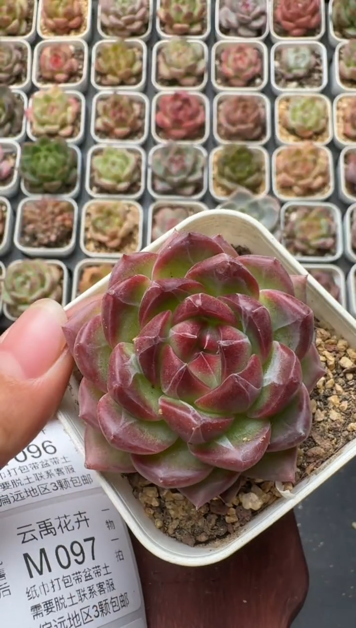 095S带盆土发 当场拍3颗以上包柚 多肉植物 一物一拍