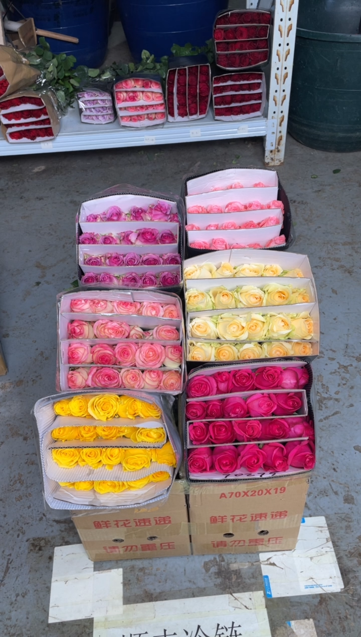 单头玫瑰60枝（任意3个品种）