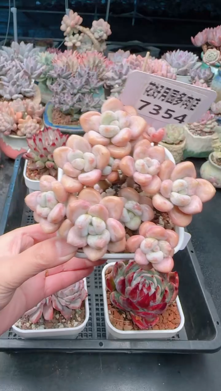 【闪购商品】7354.