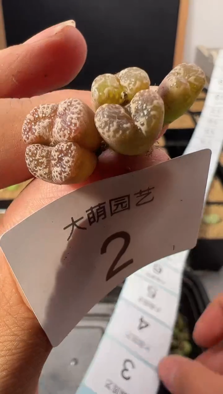 一物一拍         2