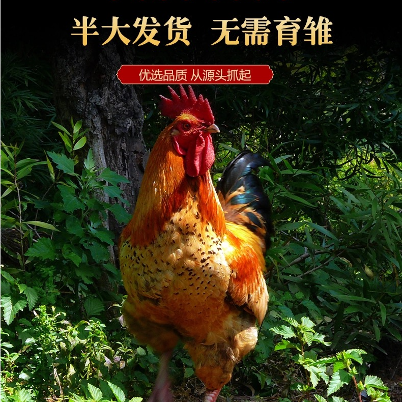 正宗红玉鸡宠物鸡12只包邮包活到家