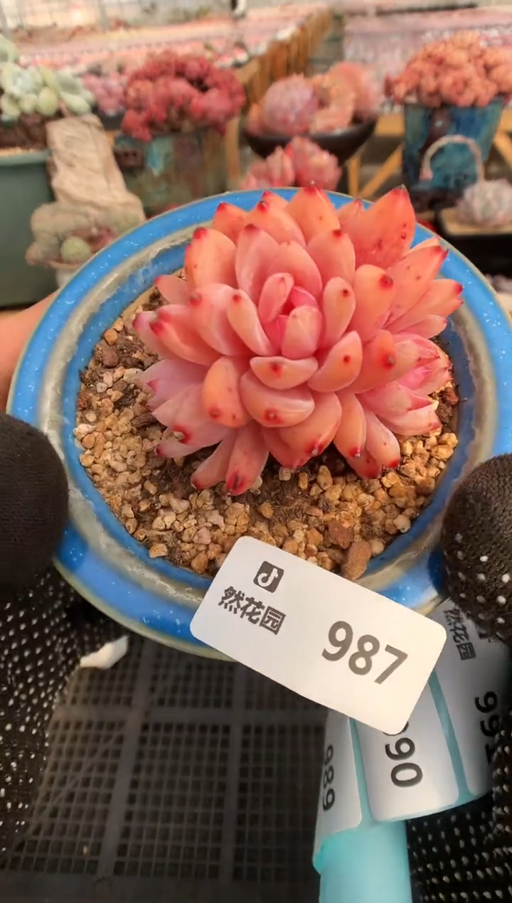 【闪购商品】987雪天使一物一拍