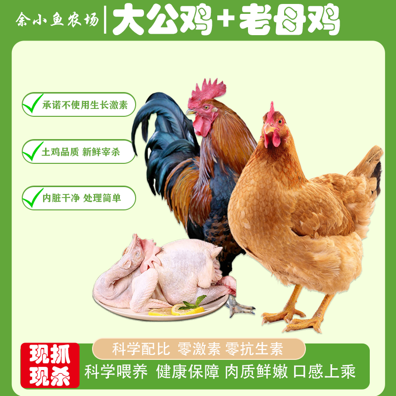 【小余农场】【公母组合】竹林放养黄油土老母鸡+大公鸡 京东包邮