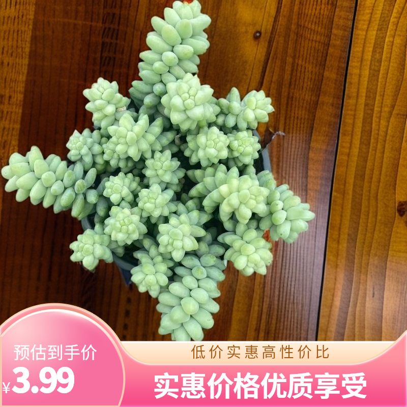 新手好养的玉坠多肉带盆带土发货可净化空气室内绿植