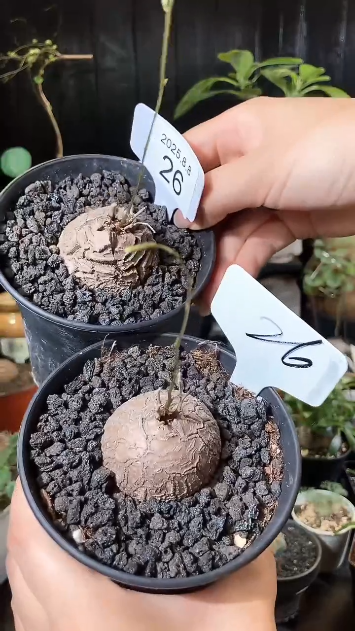 26号808福利南非龟甲龙买1个送1个