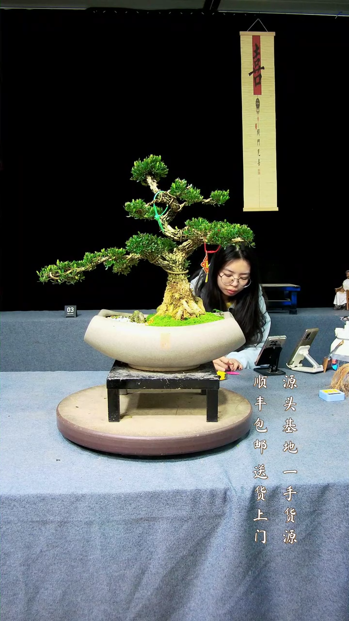 【闪购商品】黄杨盆景黄杨盆景