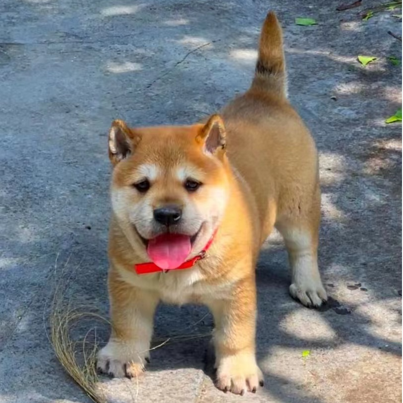 中华田园犬【猎犬专场】