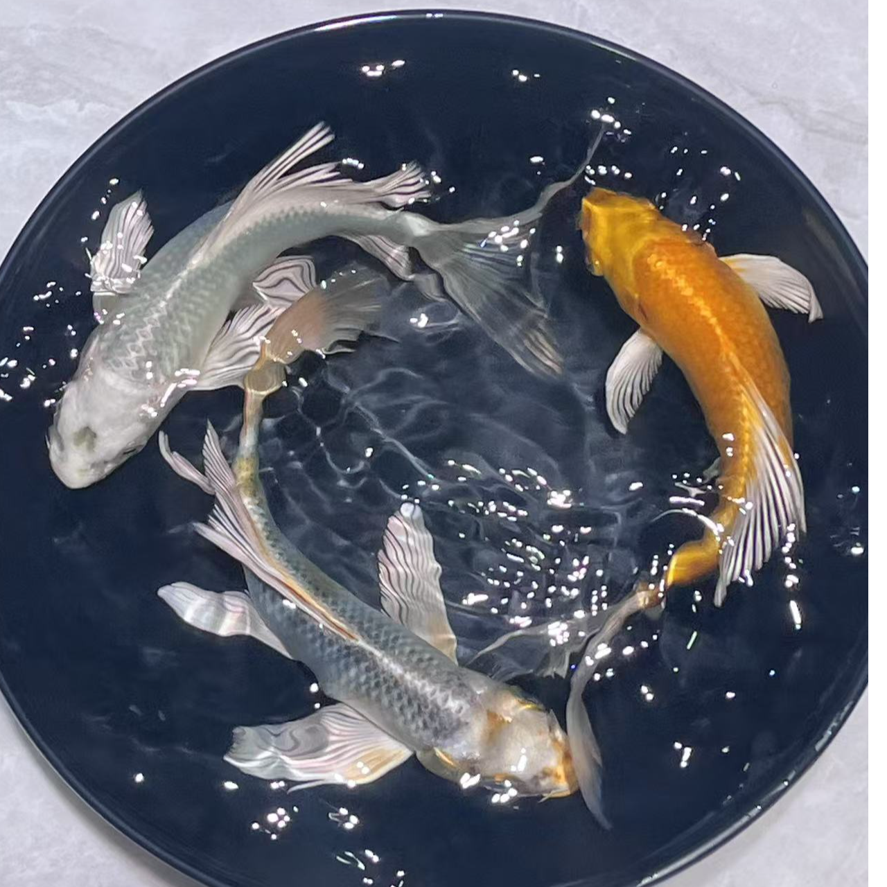 1-100号玛雅色蝴蝶鲤无鱼鳞德系、锦鲤金鱼活体观赏鱼