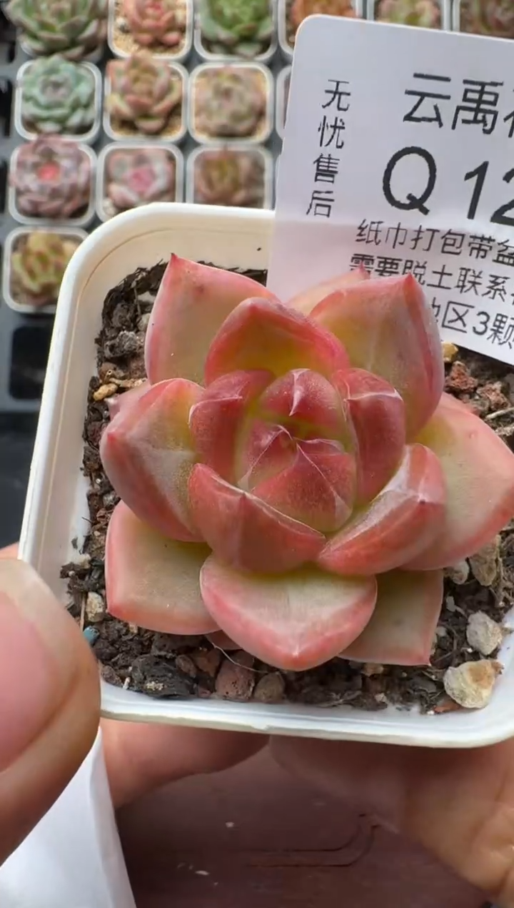 125Q带盆土发 当场拍3颗以上包柚 多肉植物 一物一拍