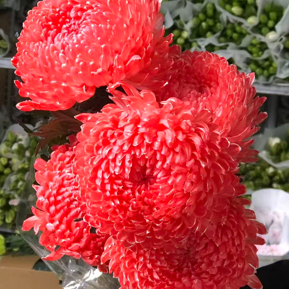 A级稀有中国红牡丹菊5支