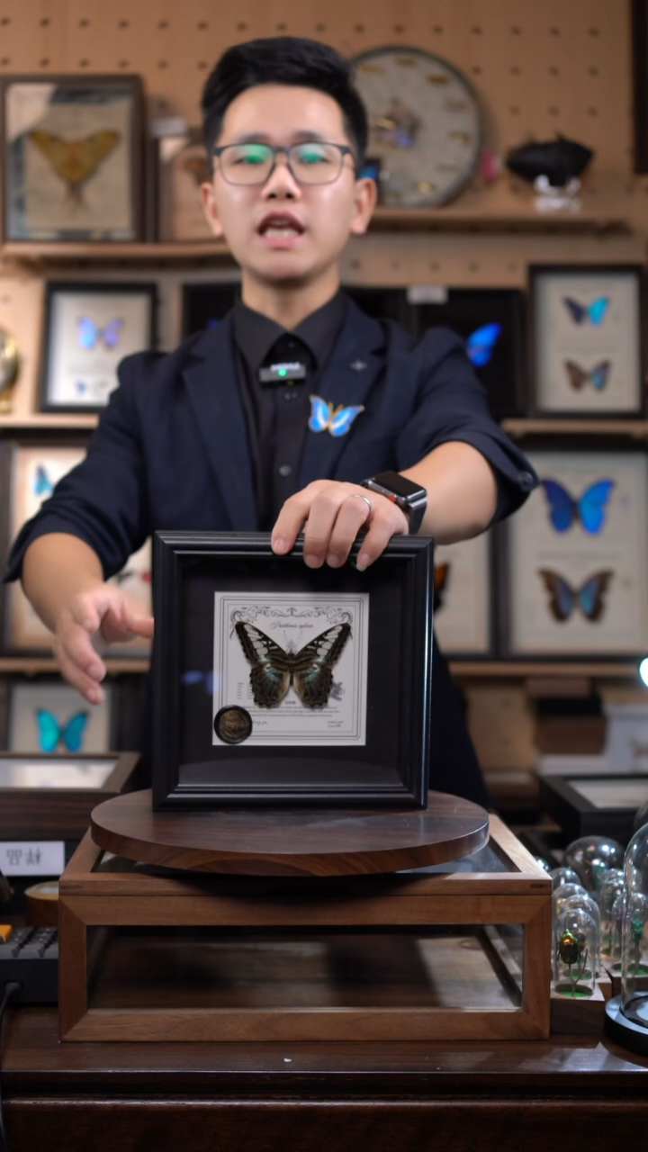 丽蛱蝶盲盒版7寸欧式方框