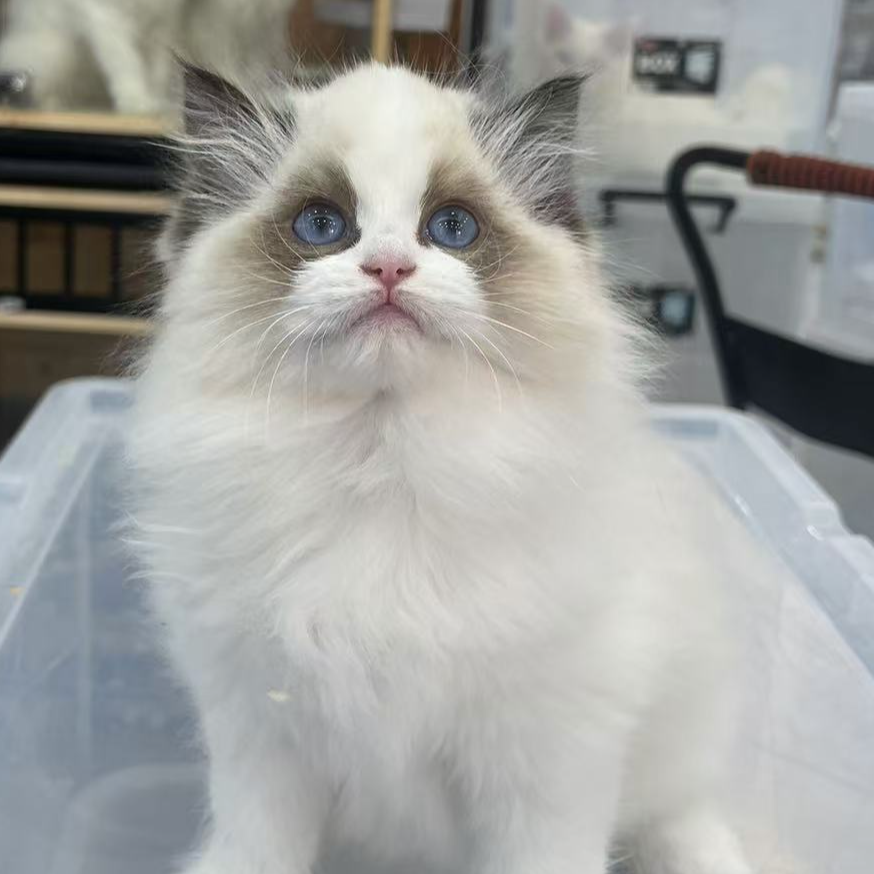 来了姊妹-海双布偶猫 妹妹 32