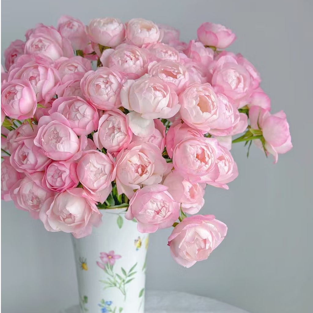 【独鬏鬏优选】A级鲜花 [草莓杏仁饼] 多头玫瑰 新鲜采摘鲜活冷链