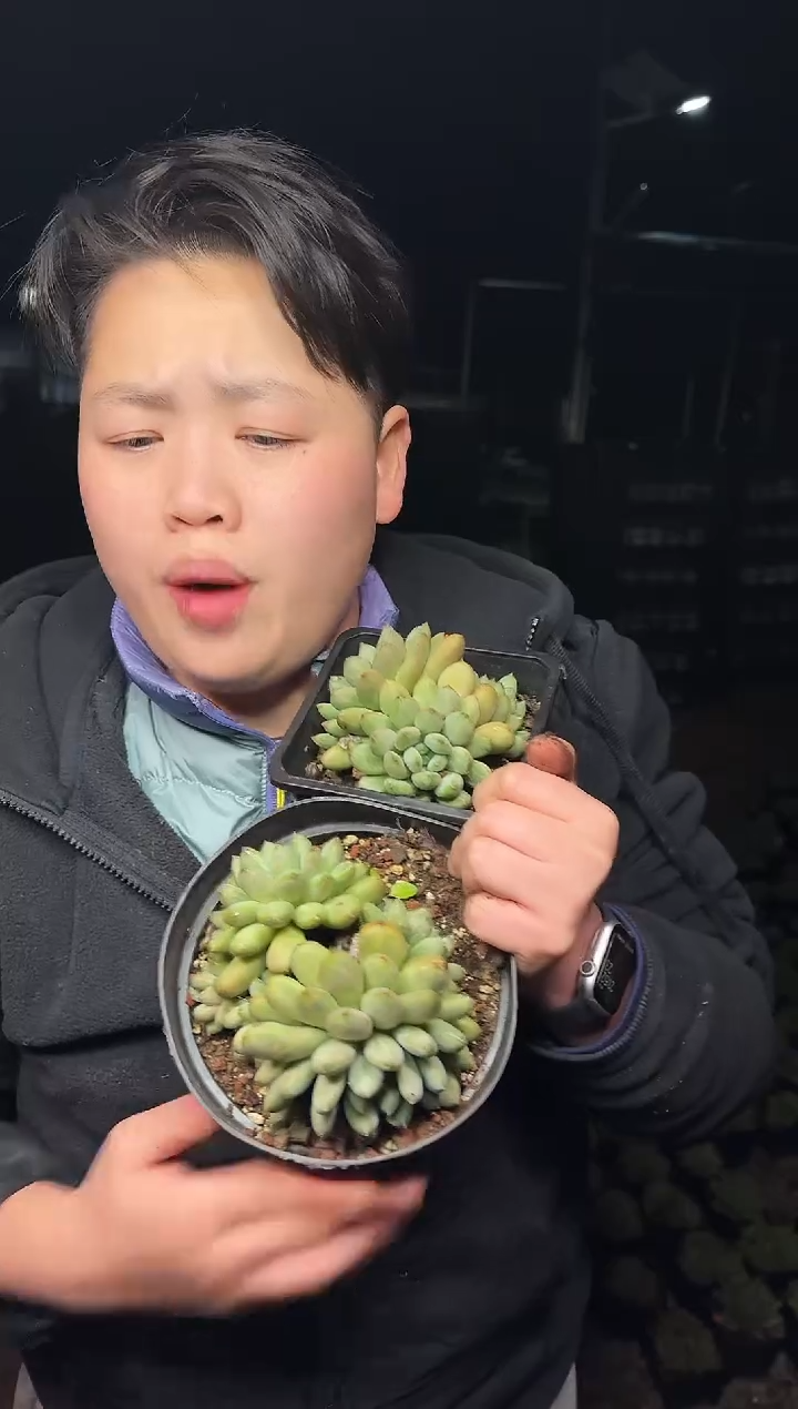 露养区双头起咖啡豆2颗 5  