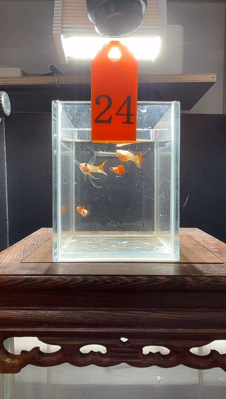 孔雀鱼黄肉跑红短C24