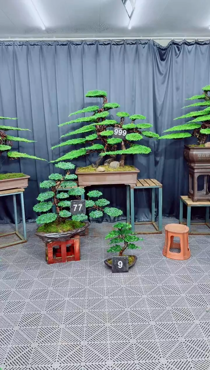 以实际为准济州真柏盆景....