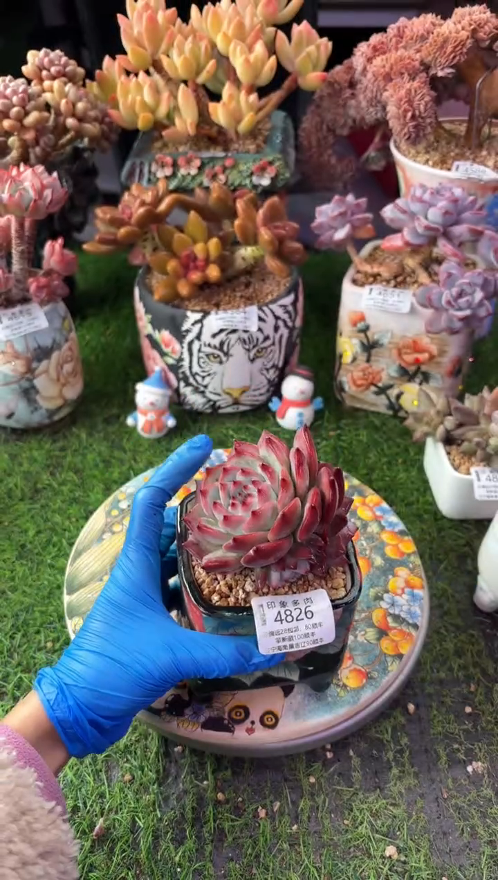 昆明印象多肉4826