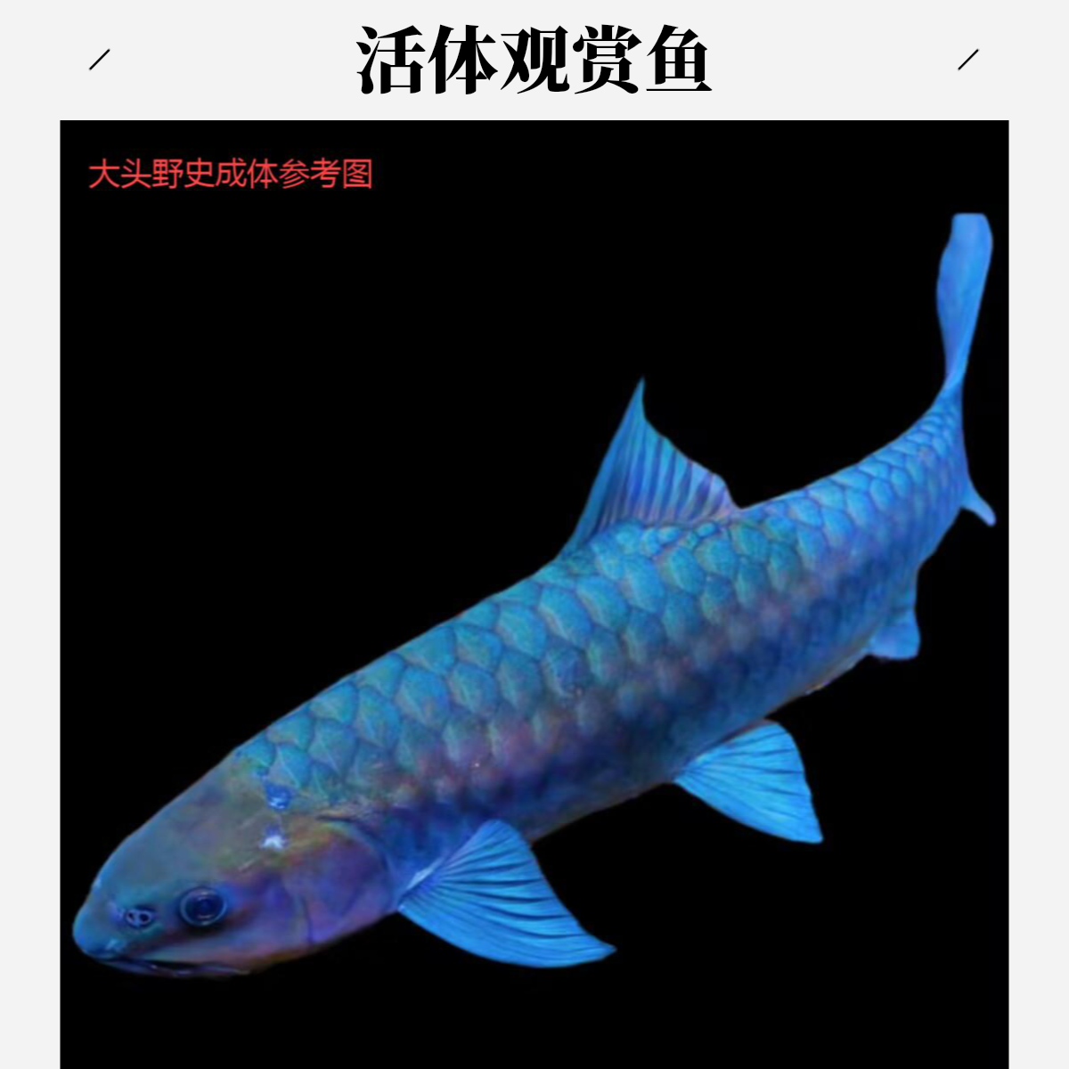 吉罗鱼 泰国大头野史蓝吉罗（中国异口蓝吉罗）