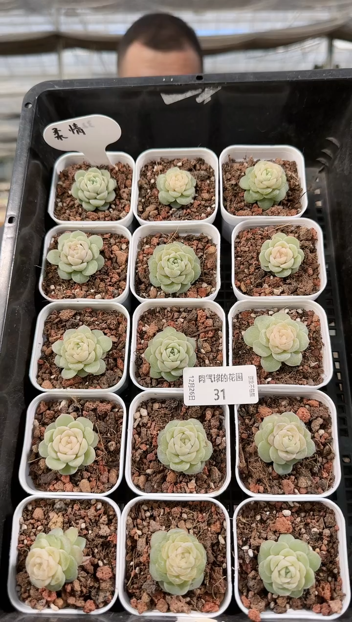1226-31柔情多肉量拍任意发一颗群生不包整