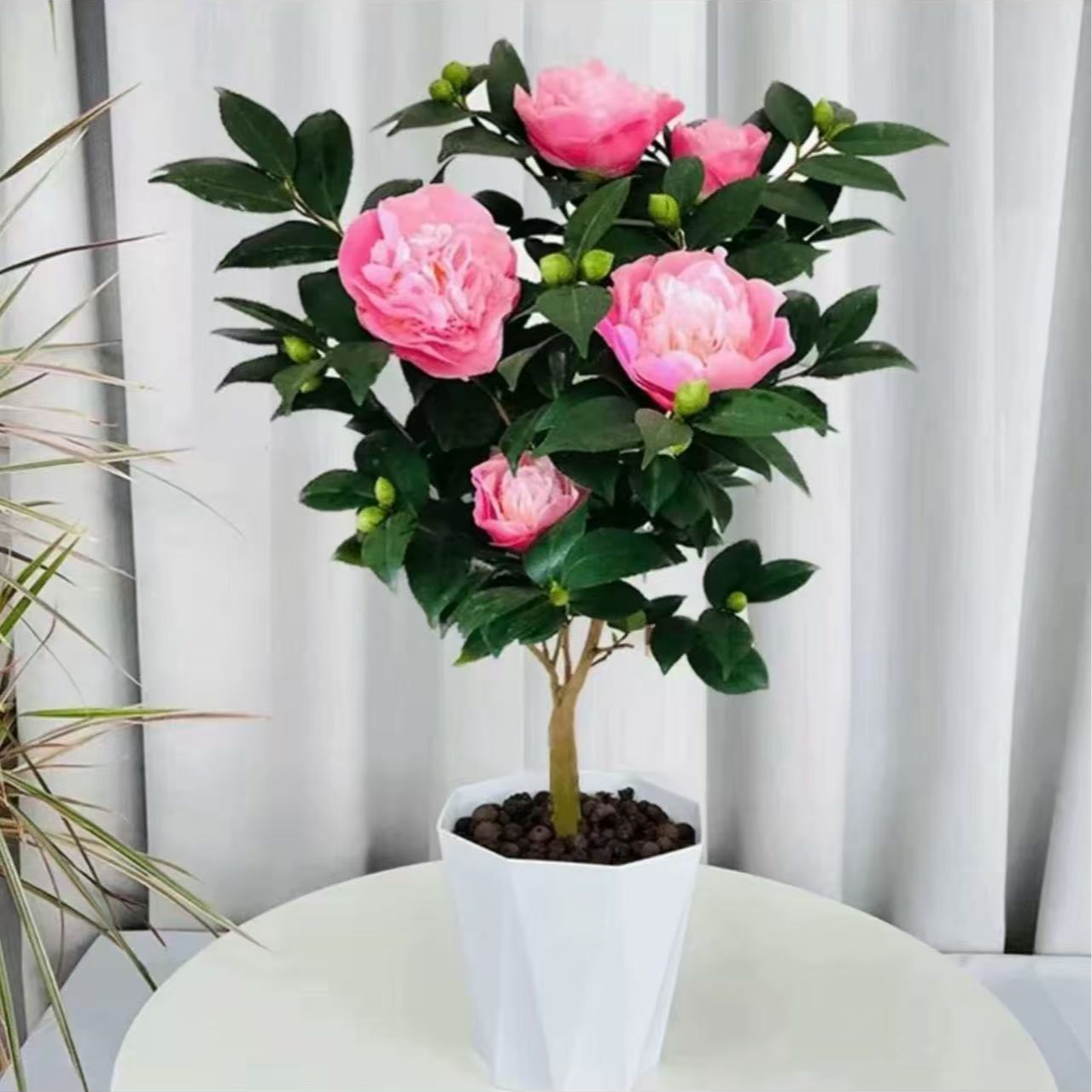 香妃山茶花盆栽盆景绿植山茶花卉植物基地带花苞发货首页有图