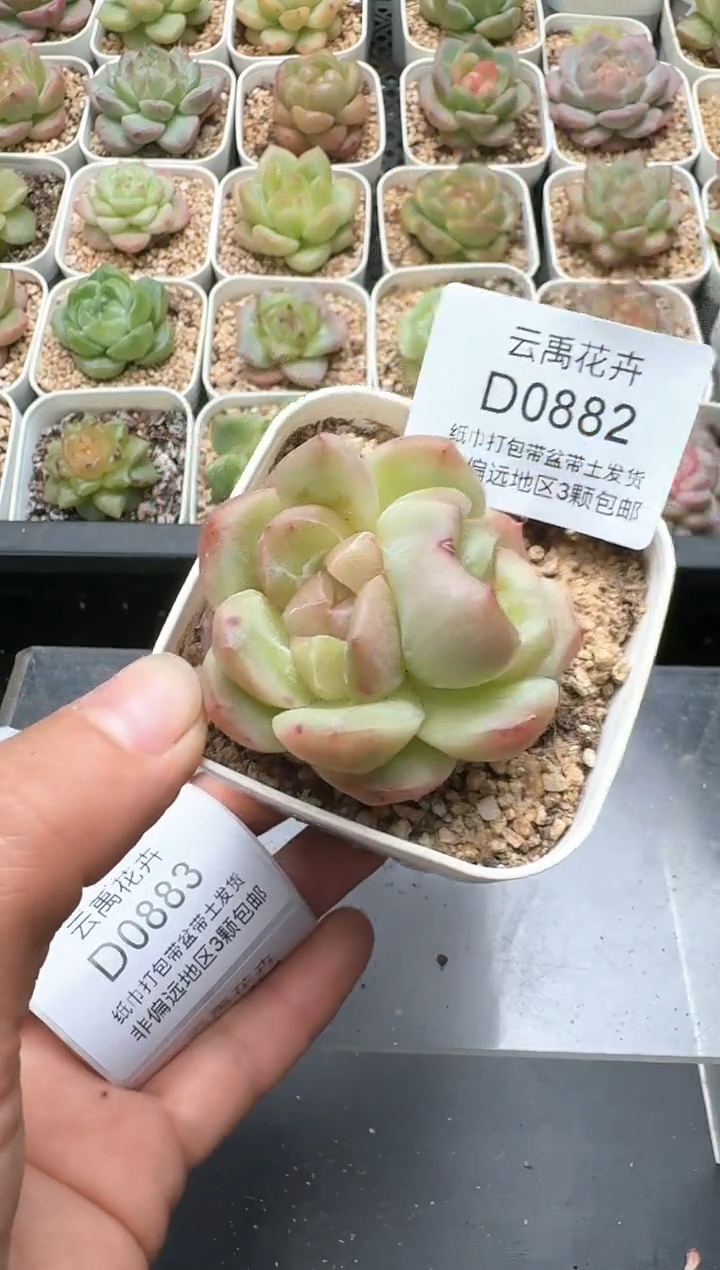 882D云禹多肉植物 带盆土纸巾打包 3颗包邮