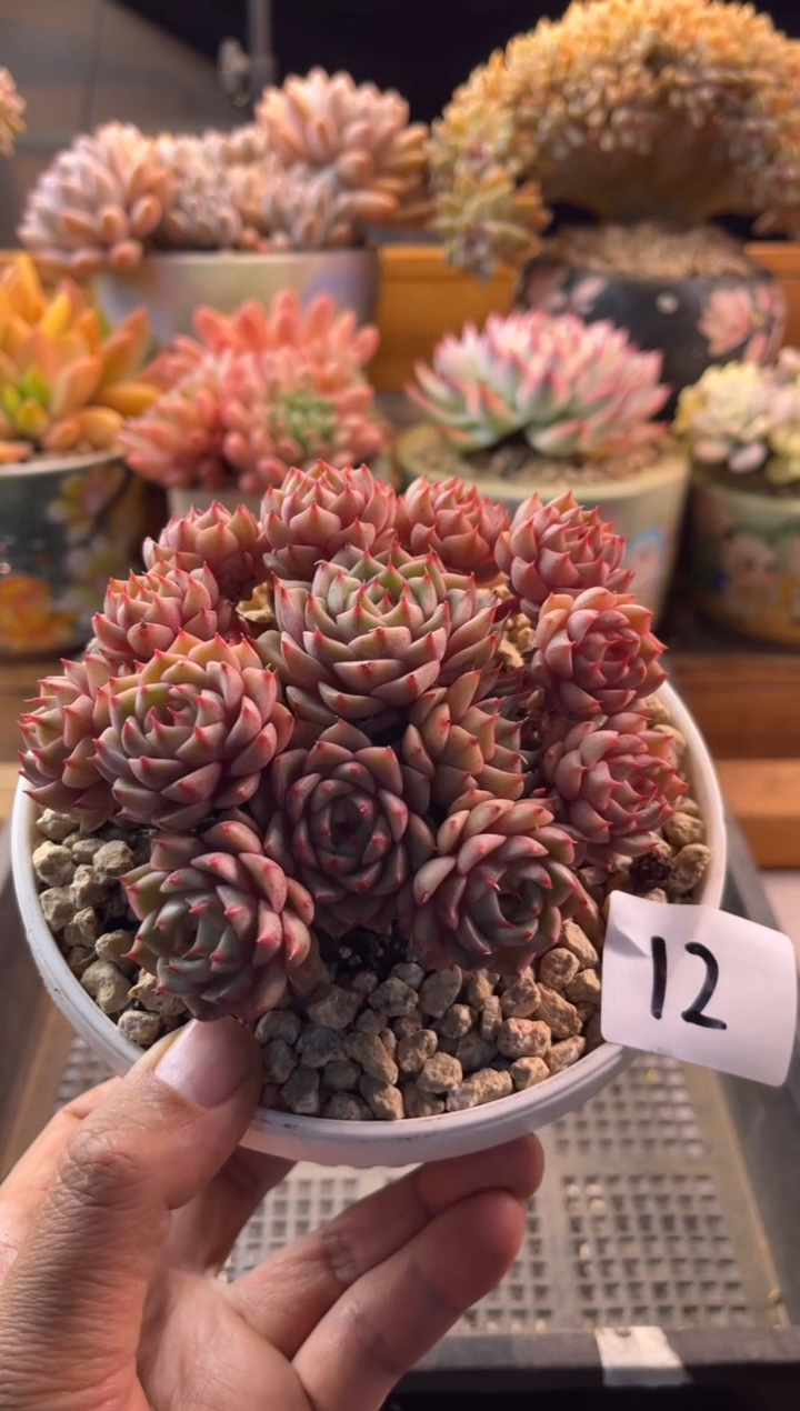 11.24-11.24-12本吧第斯1111111111