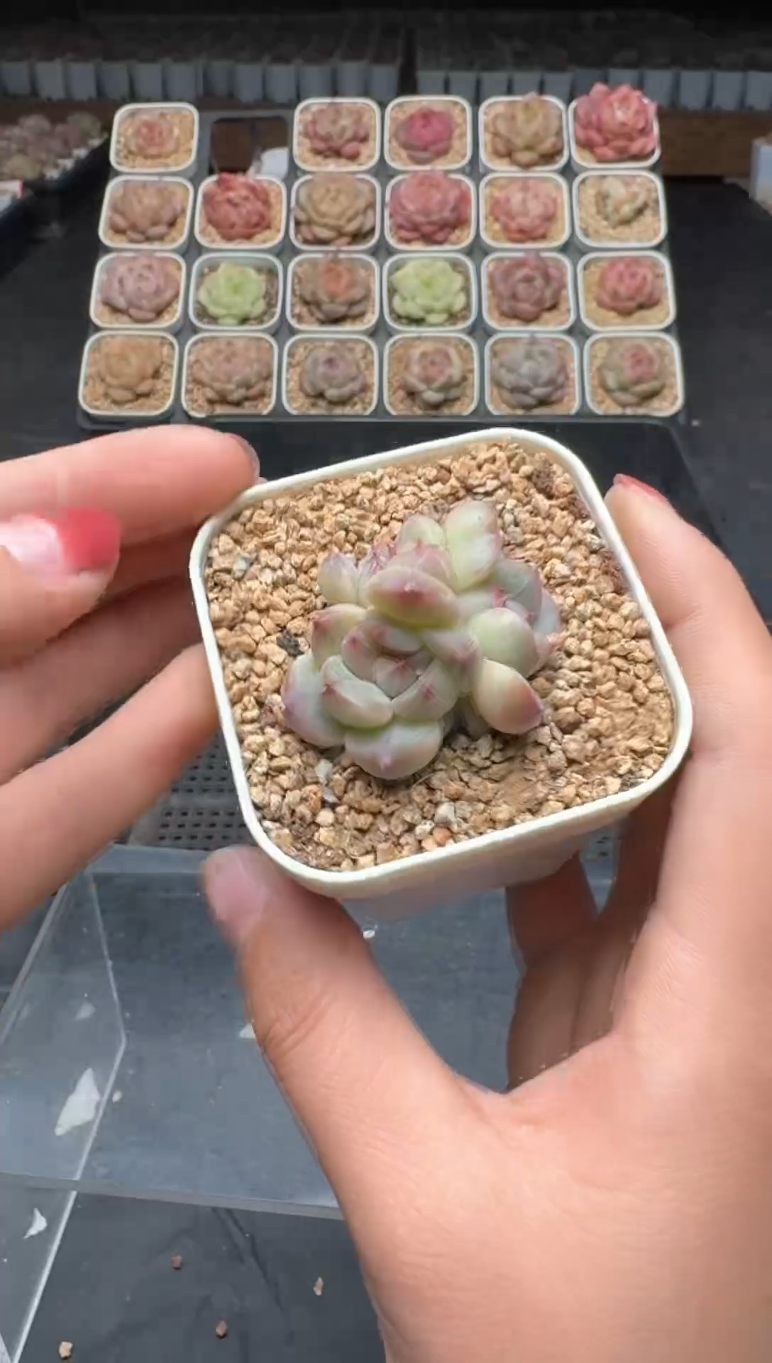 【闪购商品】3单包邮珍妮多肉一物一拍570