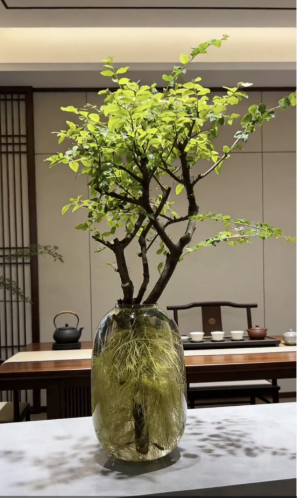 小叶女贞水培无土栽培桌面微造型盆景四季常青赏桩花卉客厅书桌