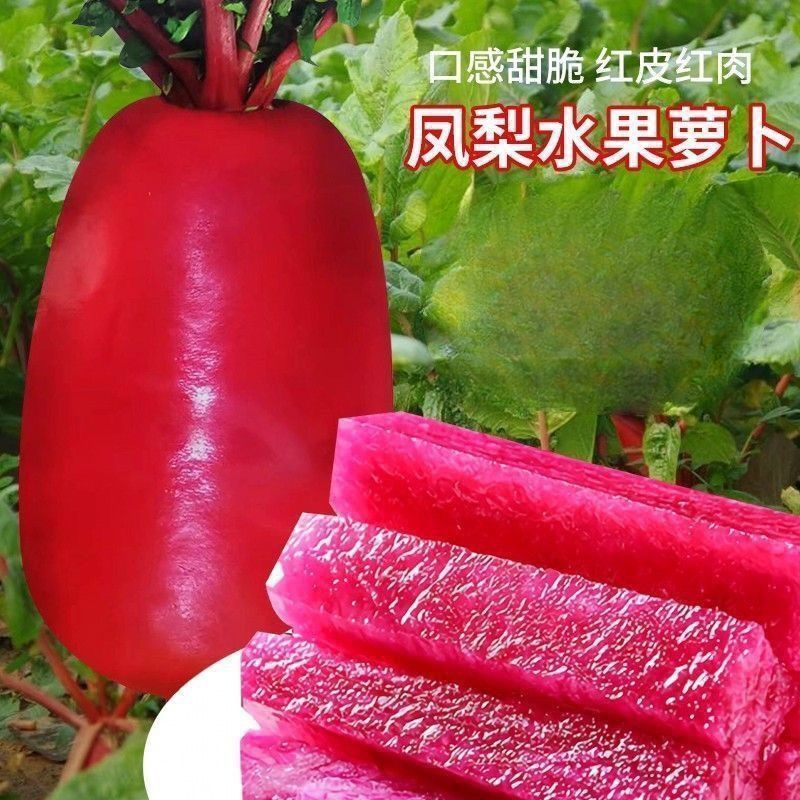 凤梨萝卜种子脆甜生吃红皮红肉心里美水果萝卜籽春秋四季蔬菜种籽