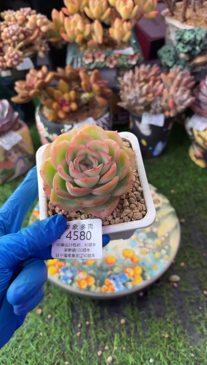 昆明印象多肉4580