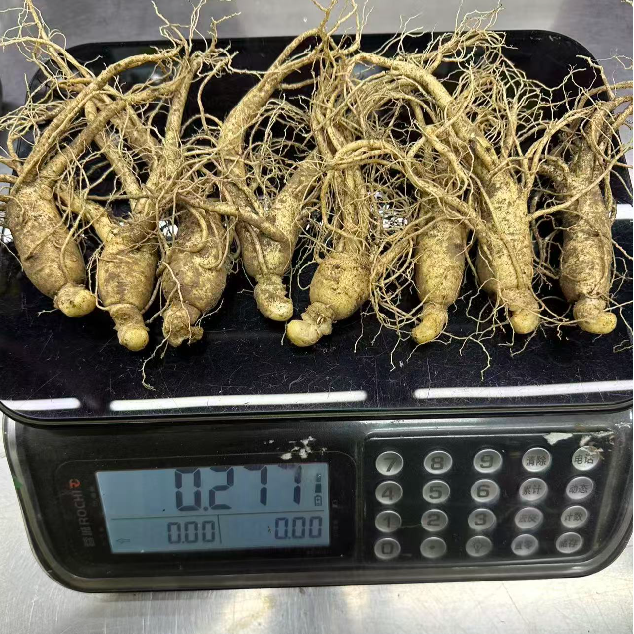 半斤7-8根大个头长白山新鲜人参适合泡酒煲汤原产地吉林滋补实惠